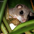 Pogonomys mollipilosus (Prehensile-tailed Rat) in Goomboora Park, Cairns<br />Canon EOS 7D + SIGMA 180mm 2.8 x1.4 EX DG  + SPEEDLITE 600EXII